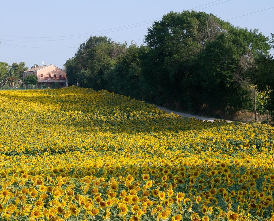 Fontebella Bed & Breakfast Montemarciano Ngoại thất bức ảnh